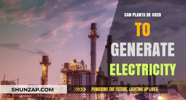 Harnessing Green Power: Exploring Plants as Renewable Electricity Sources
