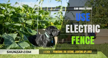 Can Small Dogs Safely Use Electric Fences? A Complete Guide