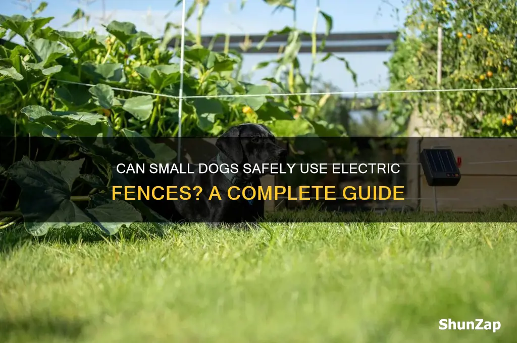 can small dogs use electric fence