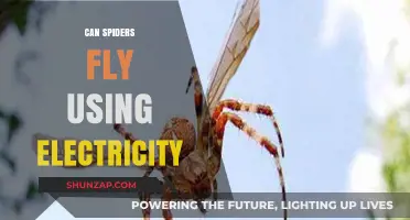 Do Spiders Use Electricity to Fly? Unraveling the Myth