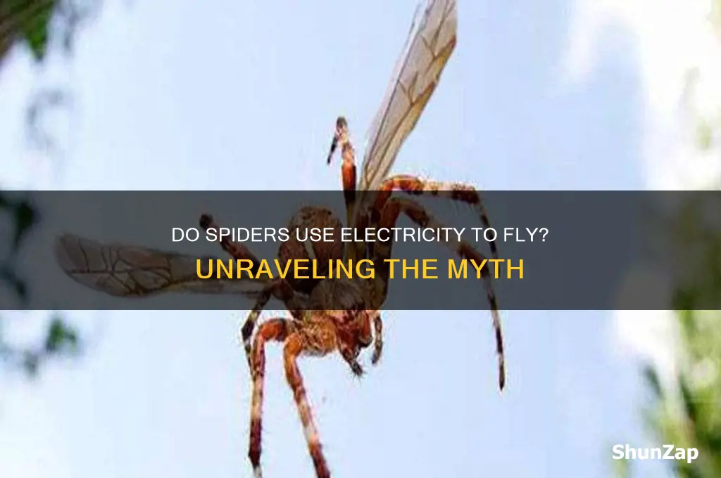 can spiders fly using electricity