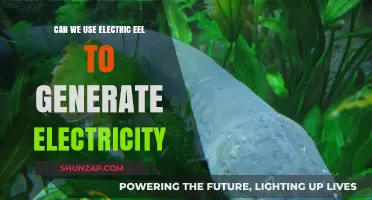 Electric Eels as Power Sources: Feasibility and Future Potential