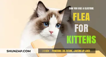 Using Electric Flea Combs for Kittens: Safe and Effective Tips