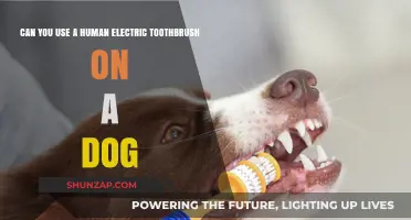 Human Electric Toothbrush for Dogs: Safe or Not?