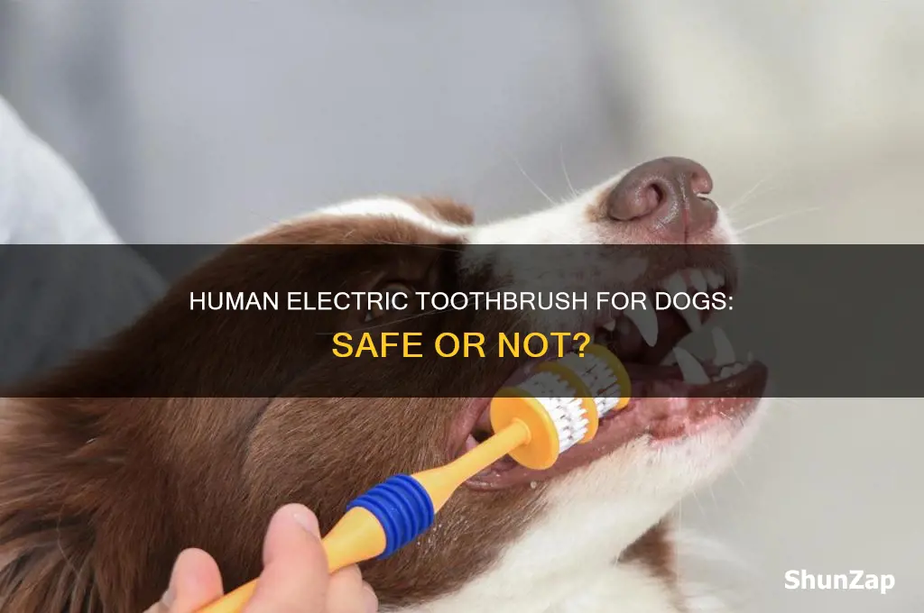 can you use a human electric toothbrush on a dog