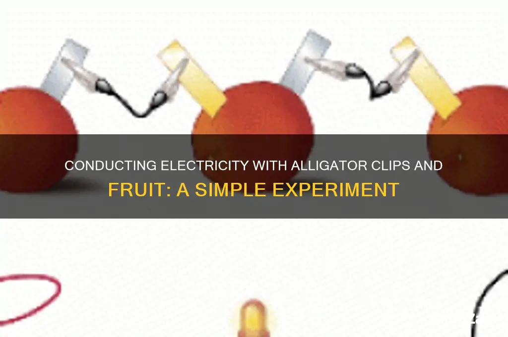 can you use aligater clips with fruit to conduct electricity