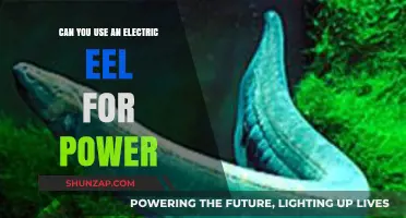 Electric Eels as Power Sources: Fact or Fiction?