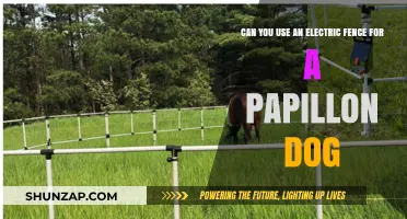 Electric Fences for Papillon Dogs: Safe and Effective Training Tips
