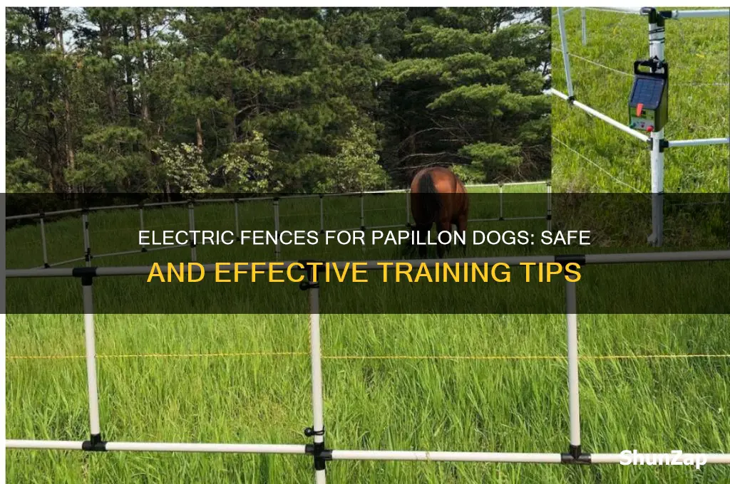 can you use an electric fence for a papillon dog