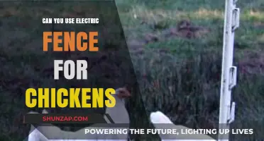 Electric Fences for Chickens: Effective Protection or Potential Risk?
