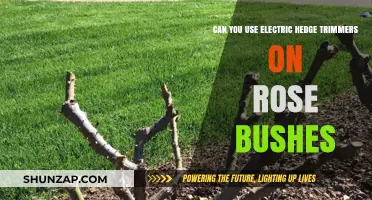 Electric Hedge Trimmers for Rose Bushes: Safe and Effective Pruning Tips