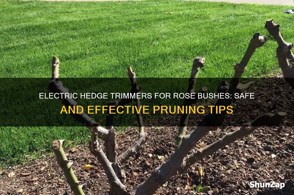 can you use electric hedge trimmers on rose bushes