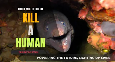 Electric Eel's Shocking Power: Can It Kill Humans?