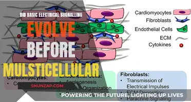 Electrical Signaling: Multicellularity's Evolutionary Spark?
