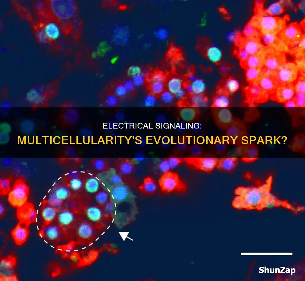 did basic electrical sugnalling evolve before mulsticellularity