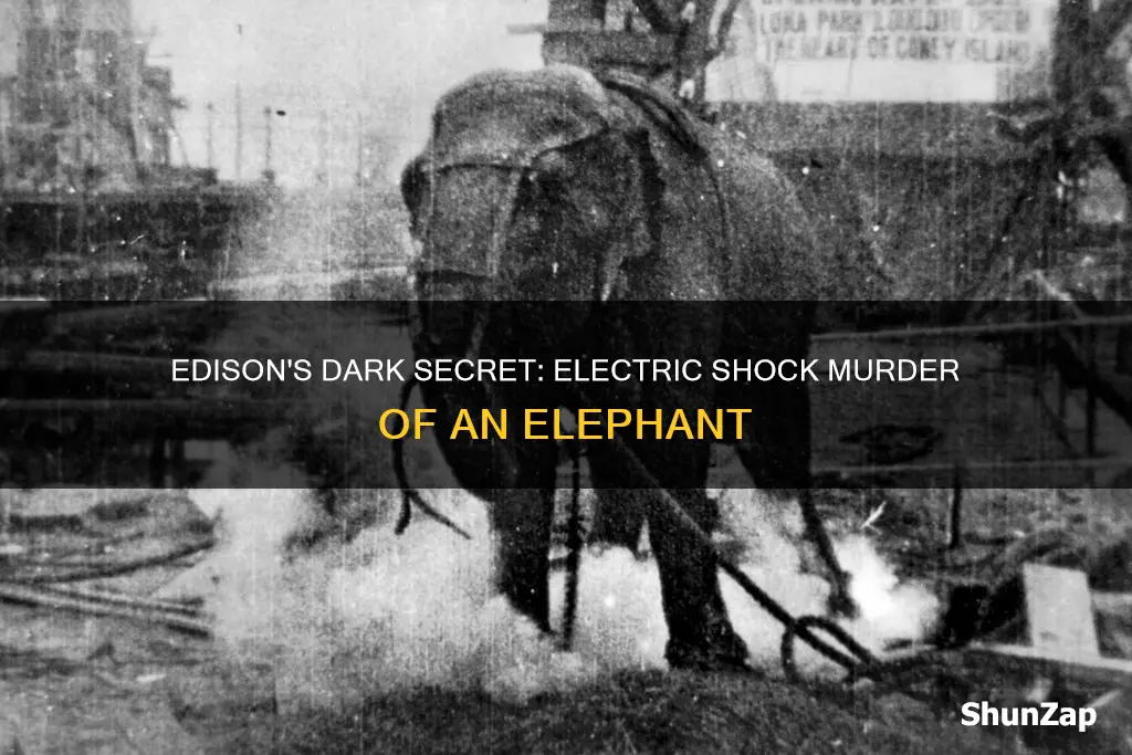 did edison murder an elephant with electricity