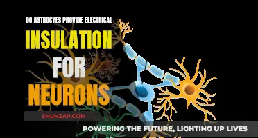 Astrocytes: Electrical Insulation for Neurons?
