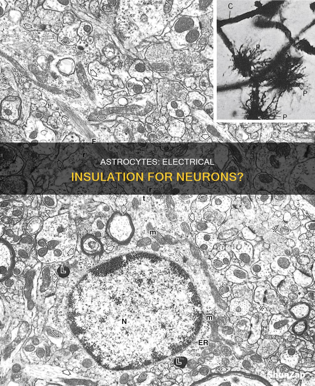 do astrocyes provide electrical insulation for neurons