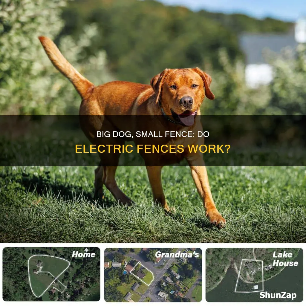 do big dogs respond to electric fences