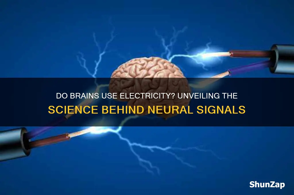 do brains use electricity