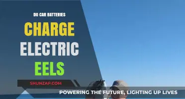 Can Car Batteries Power Electric Eels? Unraveling the Shocking Truth