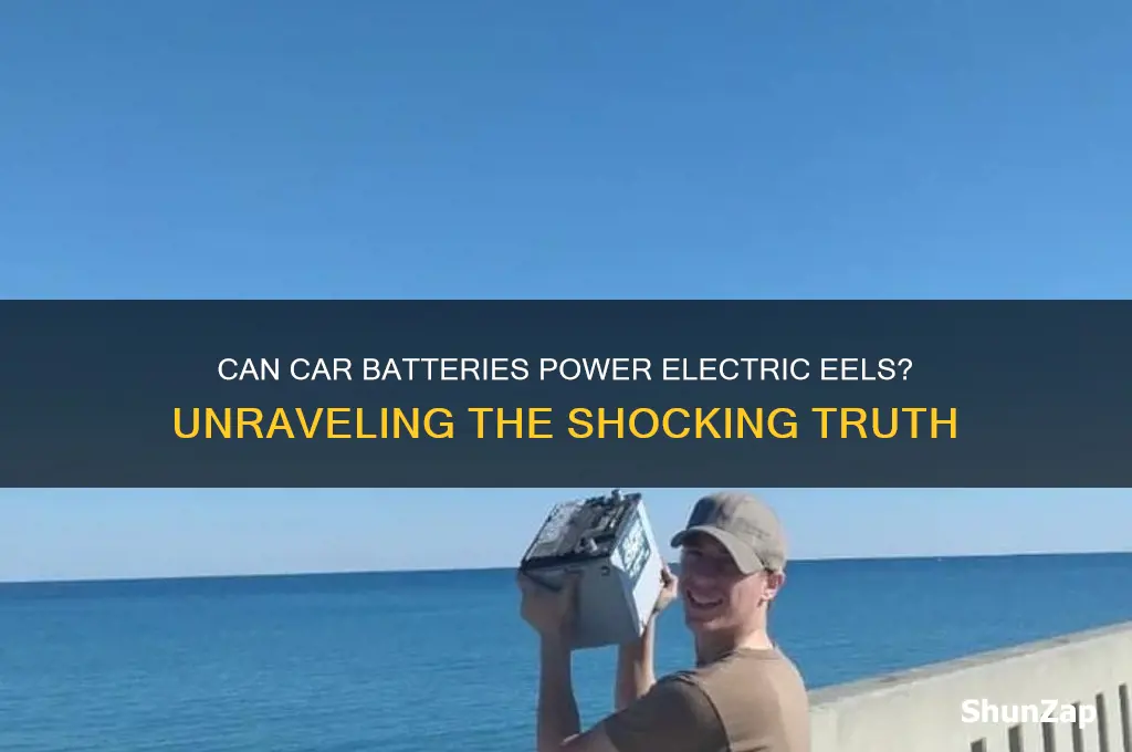 do car batteries charge electric eels