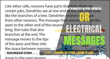 How Do Dendrites Receive Messages?