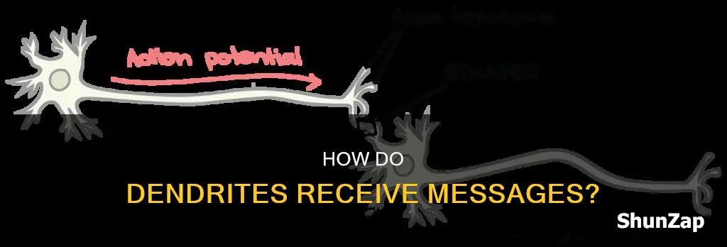 do dendrites receive chemical or electrical messages