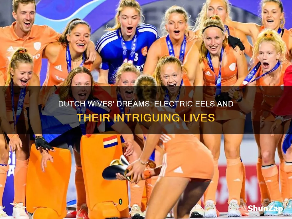 do dutch wifes dream of electrive eals