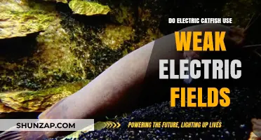Electric Catfish: How Weak Electric Fields Aid Their Survival