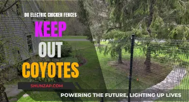 Electric Fences: Effective Coyote Deterrent for Your Chicken Coop
