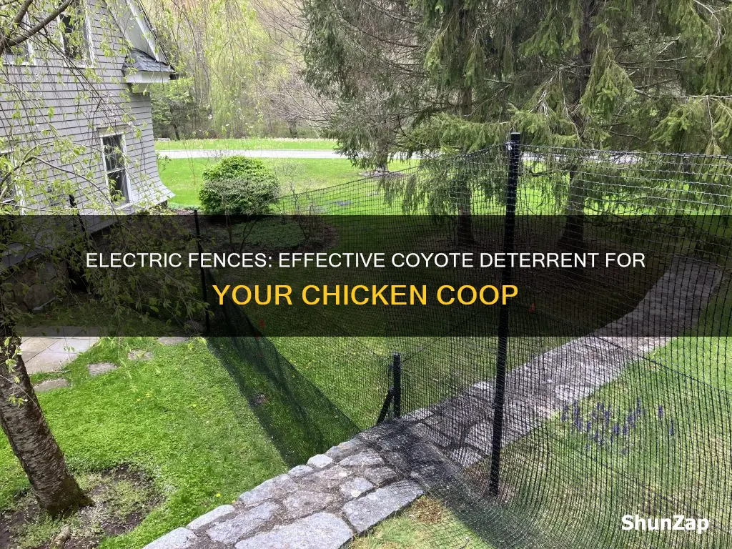 do electric chicken fences keep out coyotes