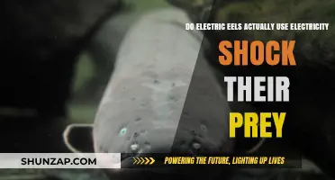 Electric Eels: Shocking Truths About Their Hunting Strategies