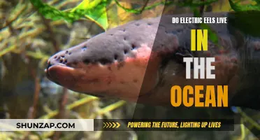 Electric Eels: Ocean or Freshwater?