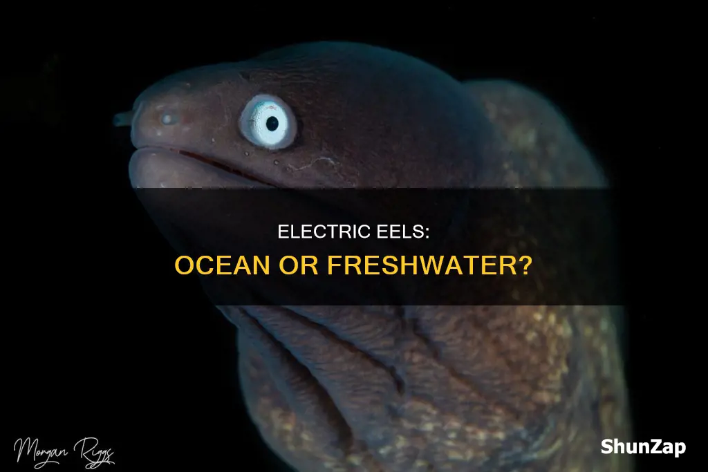 do electric eels live in the ocean