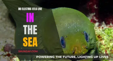 Electric Eels: Ocean or Freshwater?