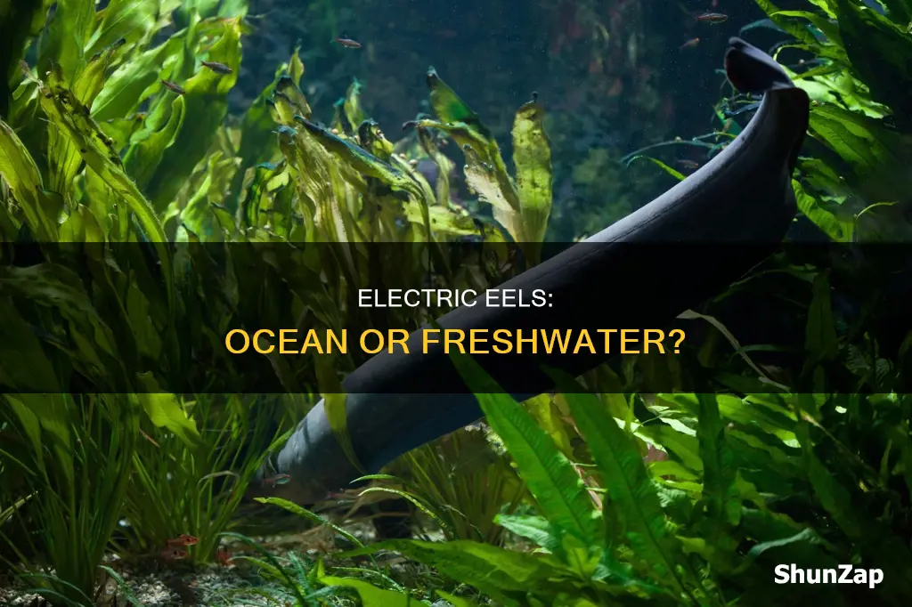 do electric eels live in the sea