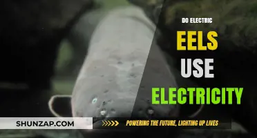 Electric Eels and Their Shocking Power: Unraveling the Mystery