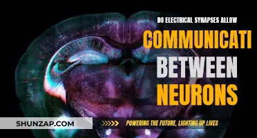 Electrical Synapses: Direct Communication Between Neurons?