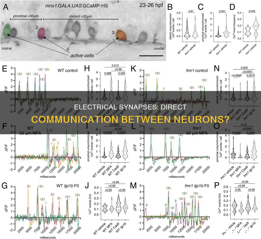 do electrical synapses allow communication between neurons