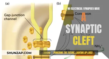 Electrical Synapses: Synaptic Cleft's Existence Explored