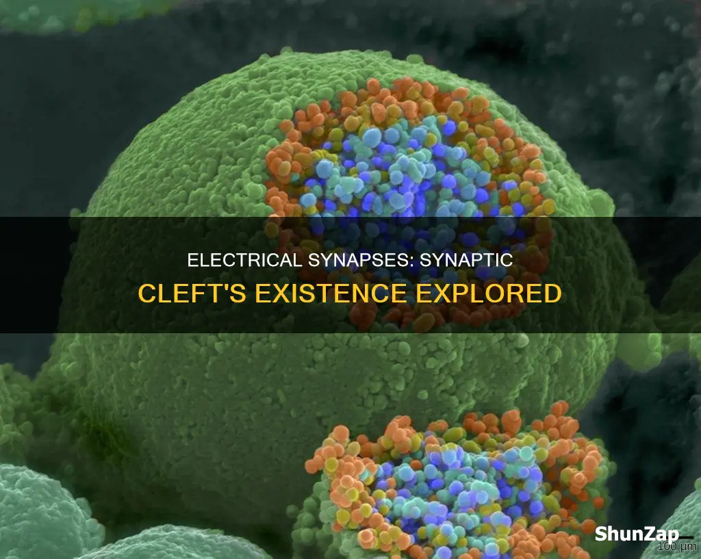 do electrical synapses have a synaptic cleft