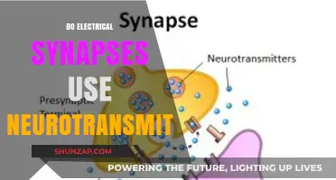 Electrical Synapses: Neurotransmitter-Free Communication in Neural Networks Explained