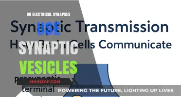Electrical Synapses: Do They Utilize Synaptic Vesicles for Communication?