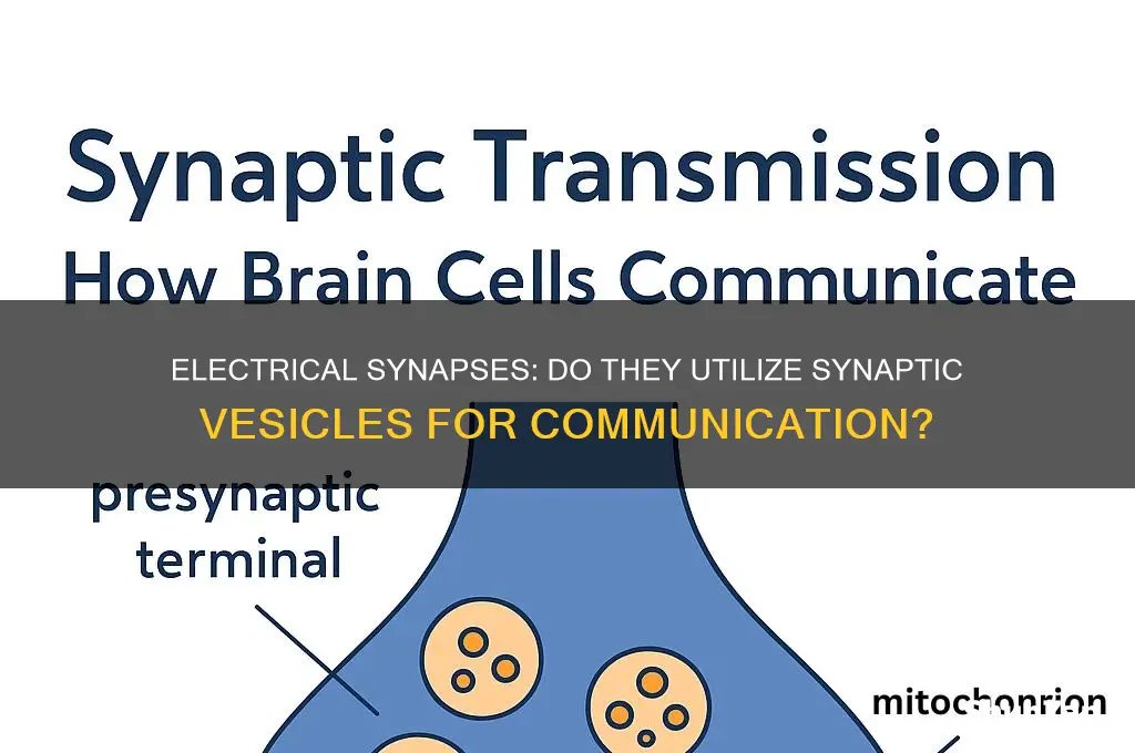 do electrical synapses use synaptic vesicles