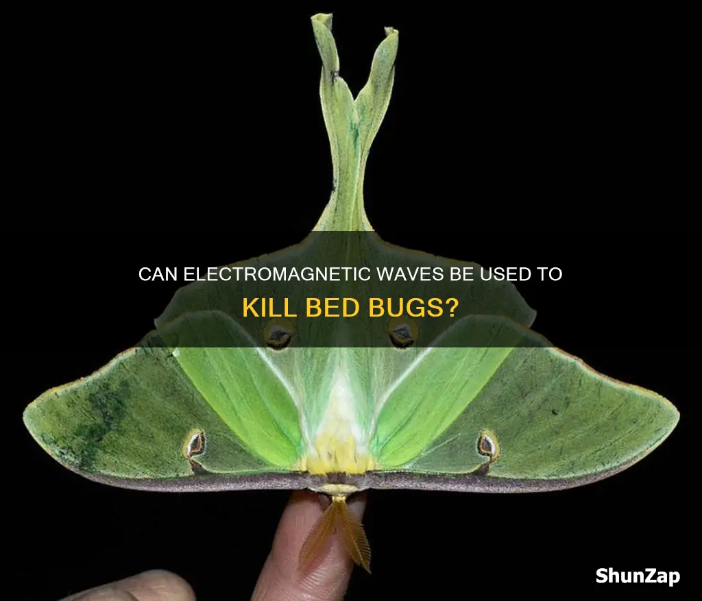 do electro magnenetic waves kill bed bugs