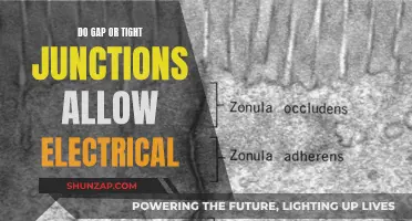 What Electrical Conductivity Do Gap and Tight Junctions Allow?