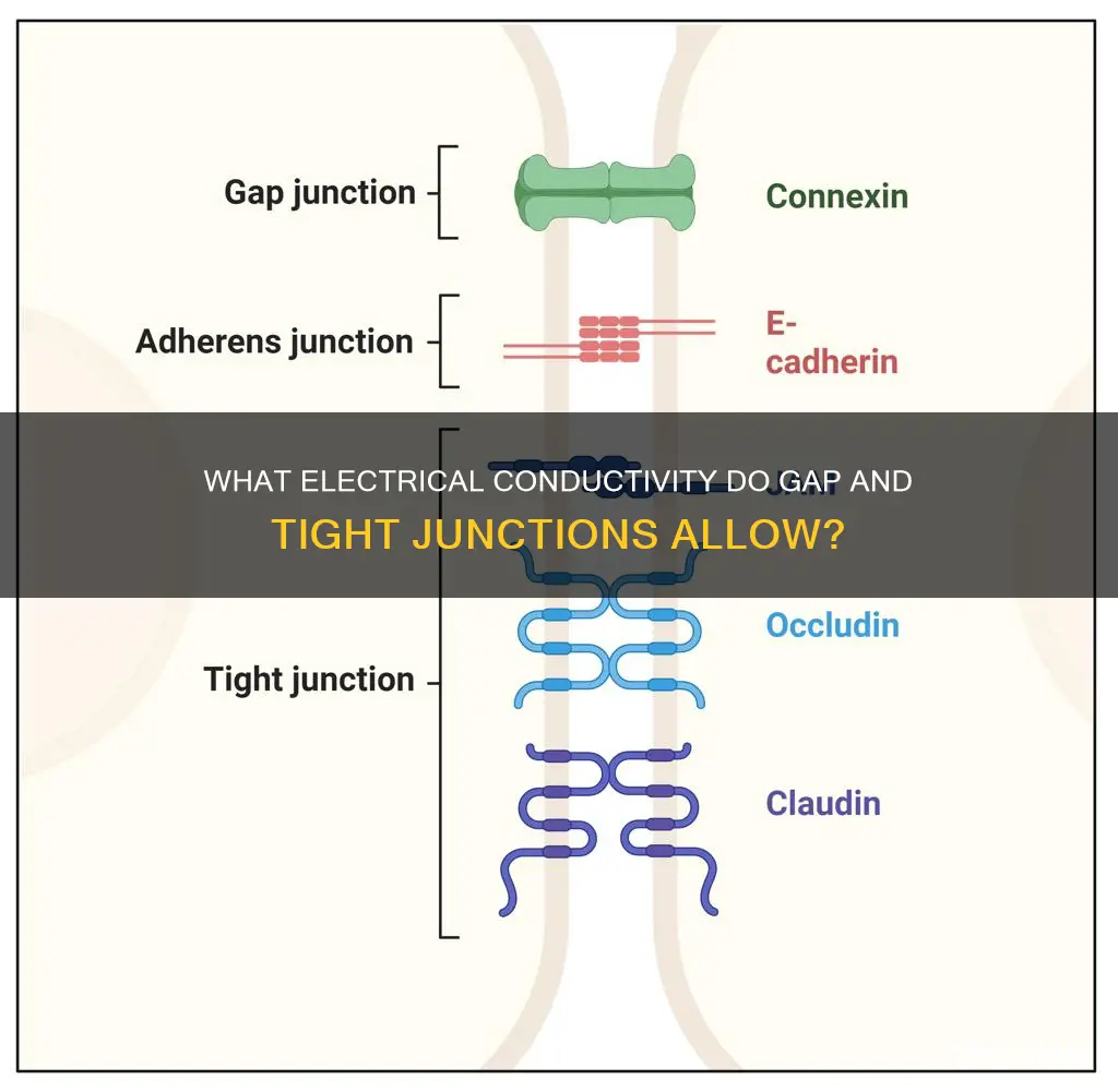 do gap or tight junctions allow electrical