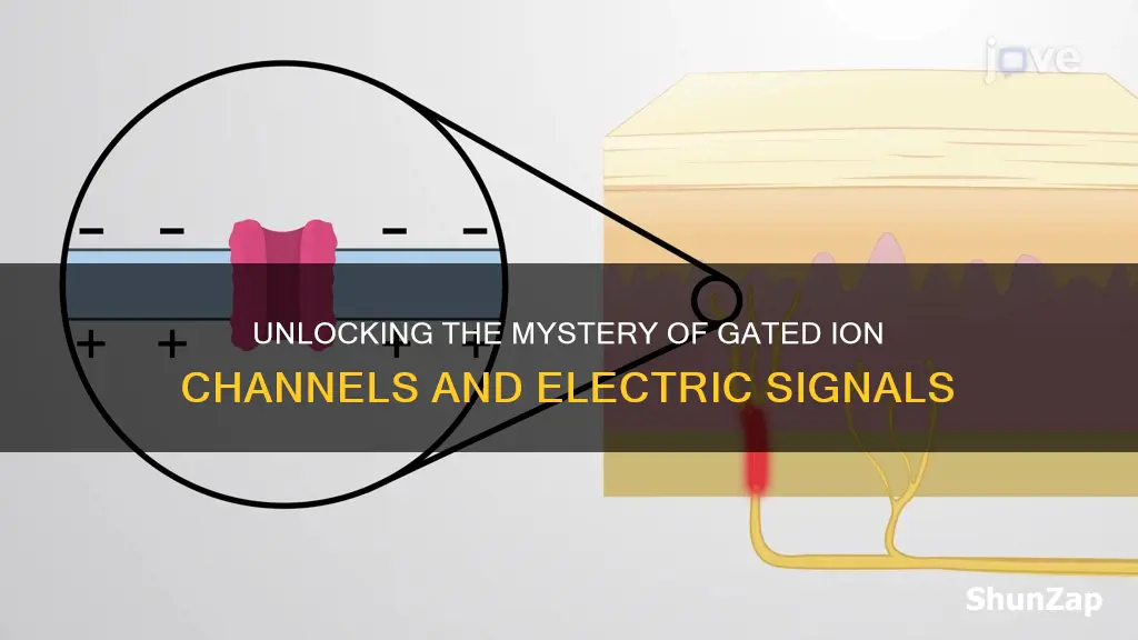 do gated ion channels transmit electrical signals