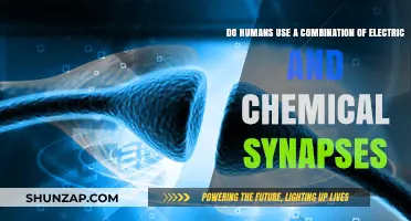 Electric and Chemical Synapses: How Humans Combine Both for Neural Communication